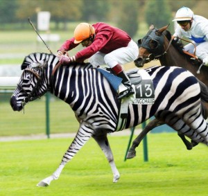 zebra-win1